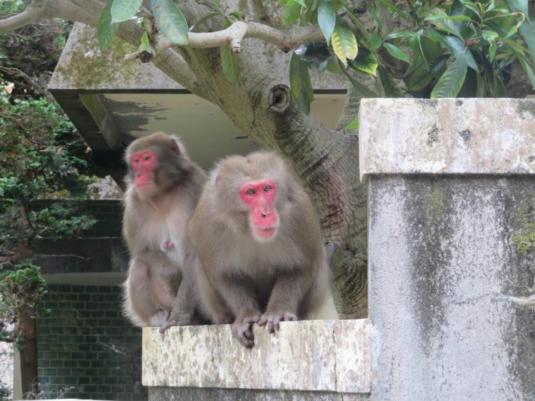 ニホンザル